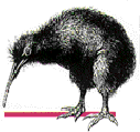 [picture of a kiwi]